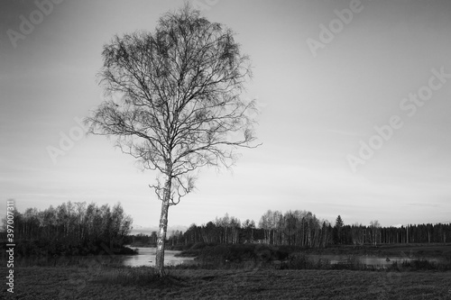 Lonely Birch Tree By The River