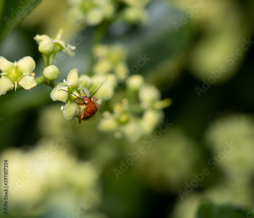 ladybird on a leaf © Valentina