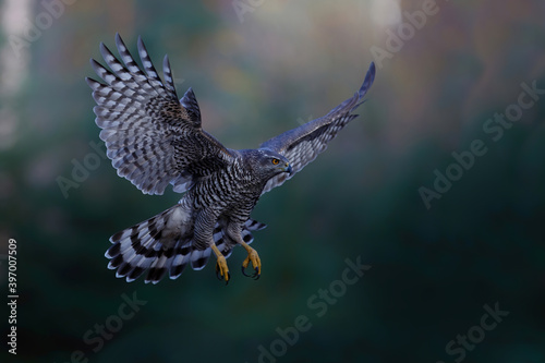 Northern goshawk (accipiter gentilis) flying in autumn in the forest of Noord Brabant in the Netherlands 