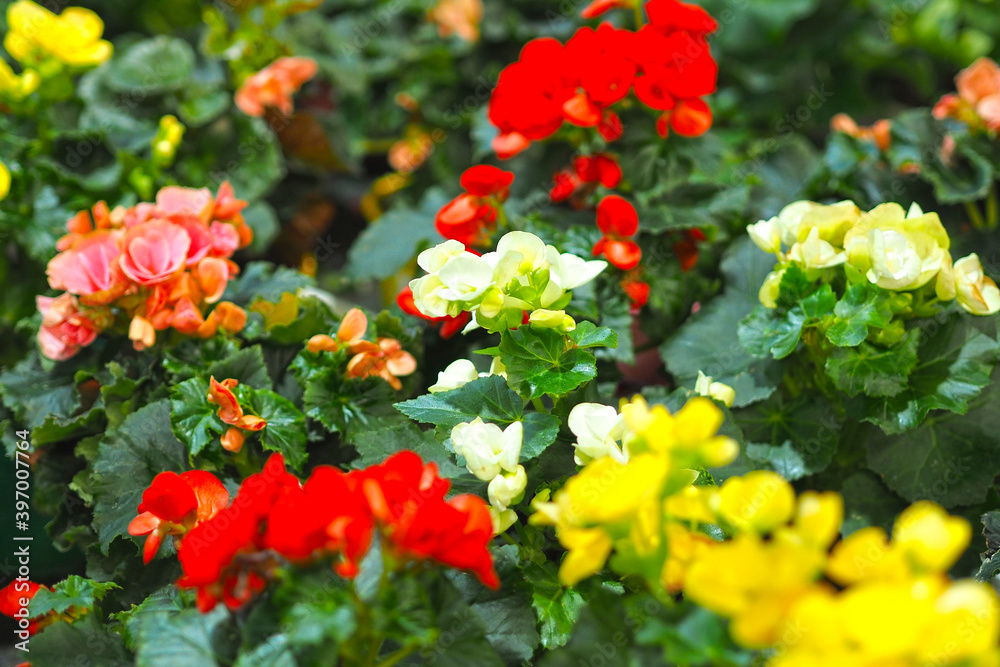 Fototapeta premium Background of fresh flowers. Houseplant. Selling flowers in the store