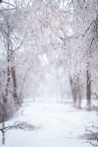 Beautiful winter forest after heavy first snow © grape_vein
