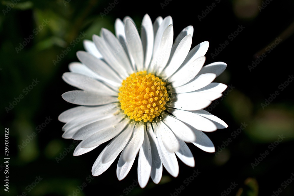 Obraz premium Beautiful close up of Daisies. Bellis perennis of the Asteraceae family.