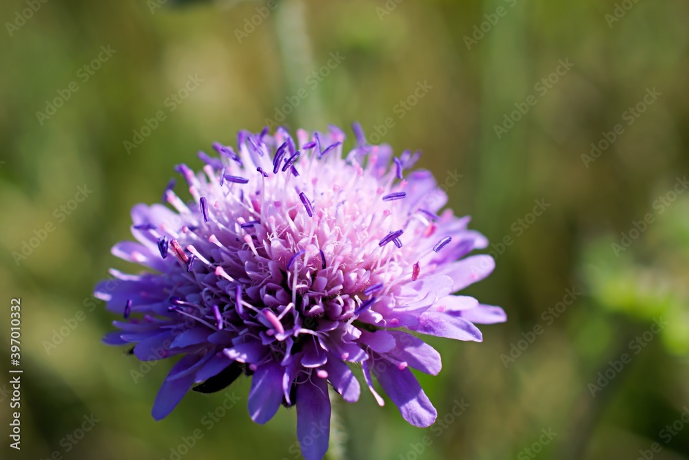 Φωτογραφία Close up of a beautiful wildflower purple and pink Jasione Montana/Sheeps bit