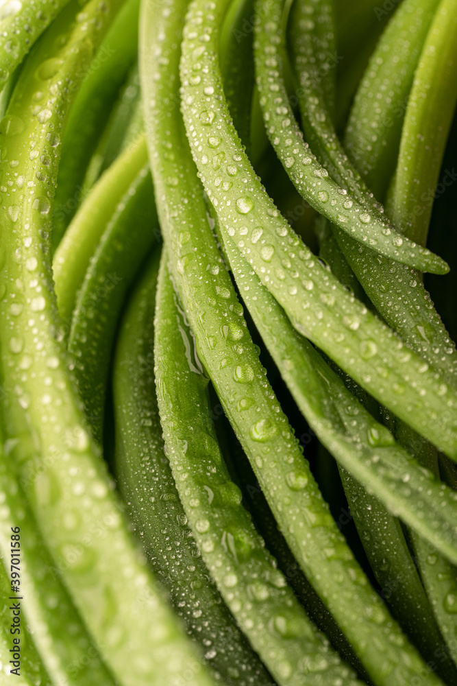 Green leeks close-up, water drops, beautiful texture background for vegetarian menu or recipes about healthy food. Vertical photo Green leeks close-up, water drops, beautiful texture background for vegetarian menu or recipes about healthy food. Vertical photo