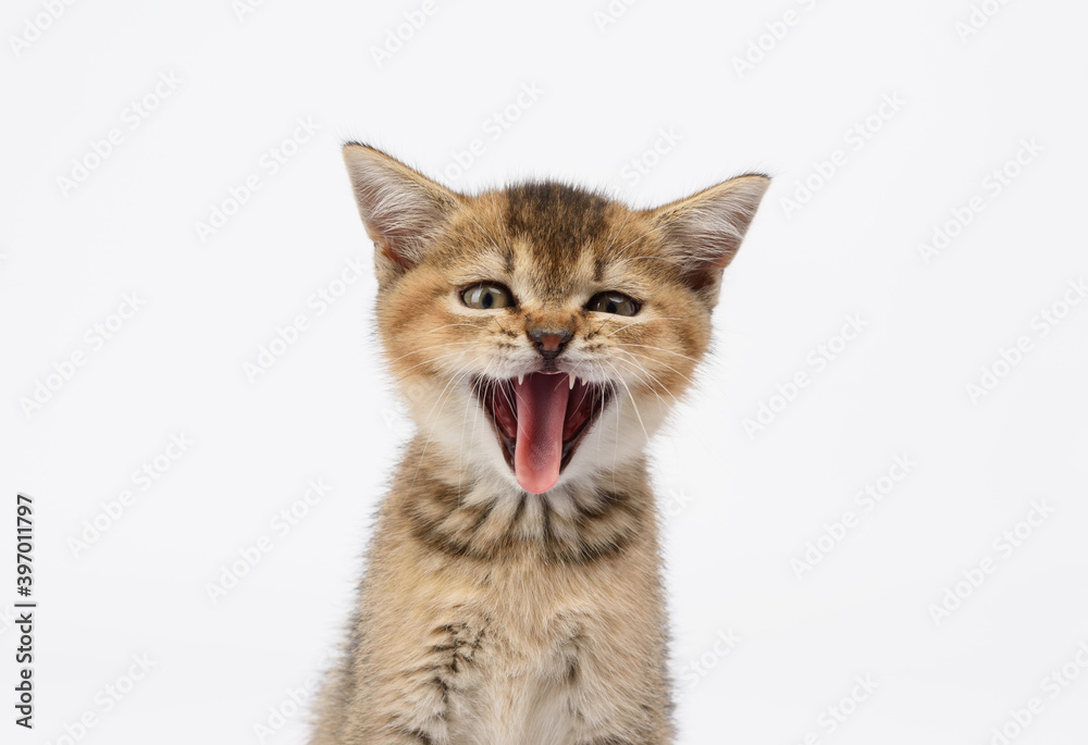 Kitten golden ticked british chinchilla straight sits in front on a white isolated background