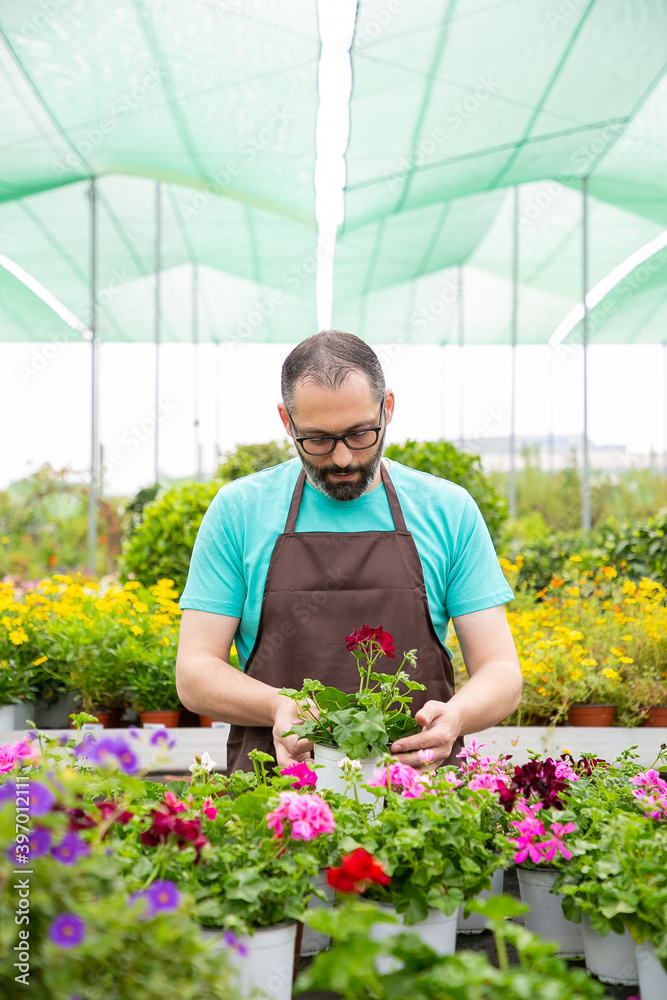 Serious gardener in apron growing geraniums in greenhouse. Professional garden worker in glasses taking care of pretty flowers in conservatory. Front view. Gardening activity and summer concept