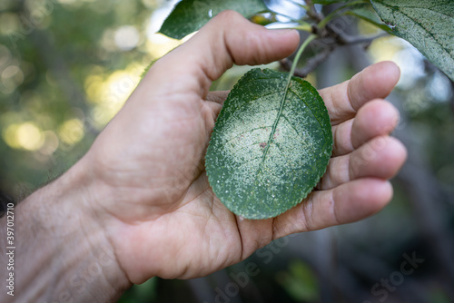 Hand protecting sad tree leaf covered by fungus