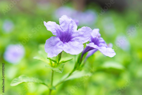 Ruellia tuberosa Flower Background © NARONG