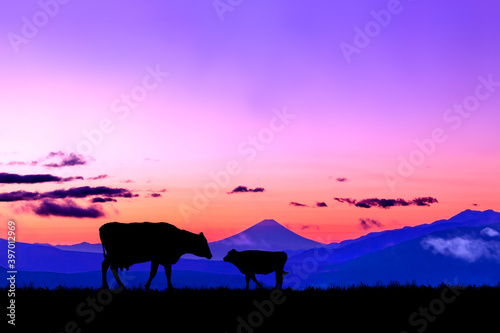 朝焼けの空に富士山のシルエットを背景に、高原の牧場で向き合う牛の親子のシルエット © chikala