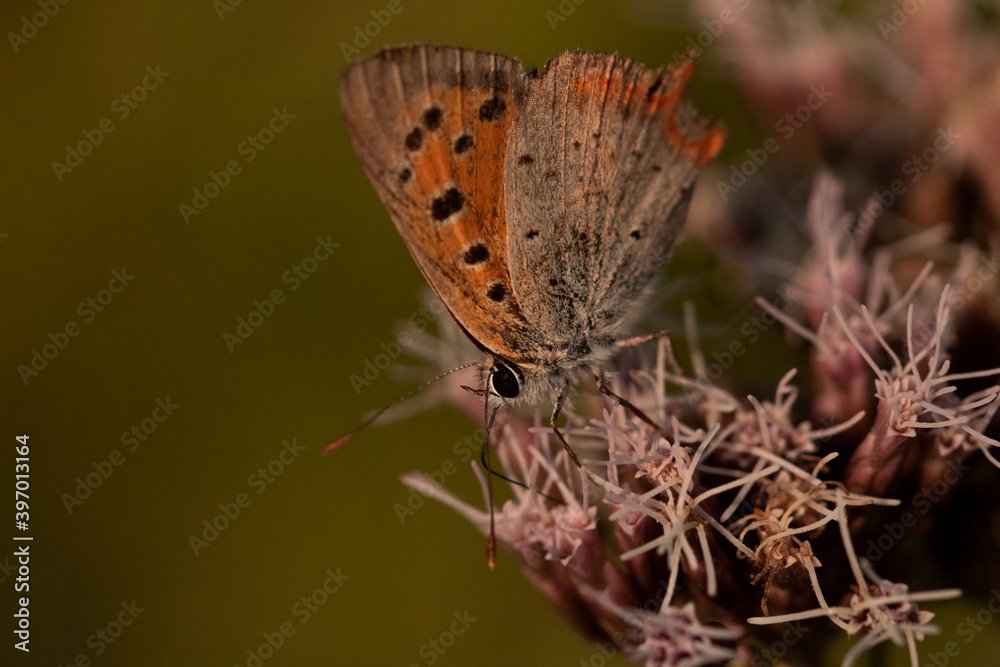 Naklejka premium butterfly on a flower