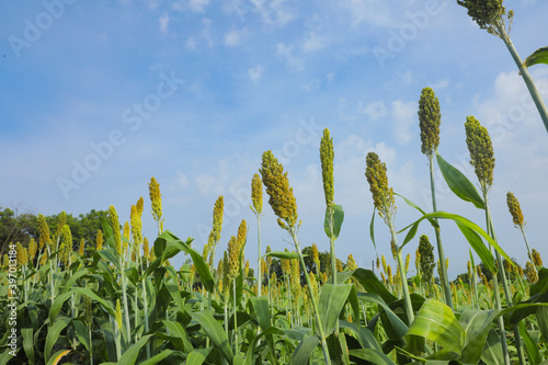jowar grain or sorghum crop farm over blue sky background