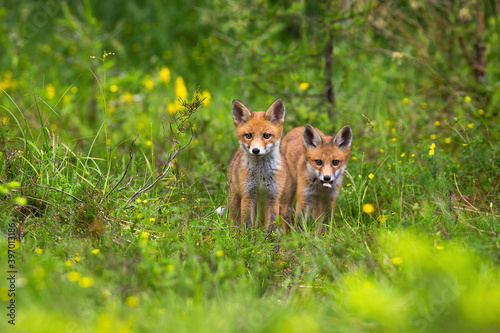 Two cubs of red fox, vulpes vulpes standing in the forest. Mammal siblings being out of hole and discovering the green forest clearing in summertime. Concept of animal family and purity.