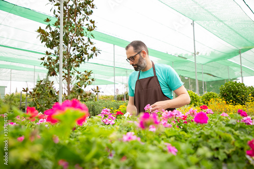 Focused man working with flowers in pots in greenhouse. Professional gardener in aprons caring of blooming geranium plants in garden. Selective focus. Gardening activity and summer concept © Mangostar