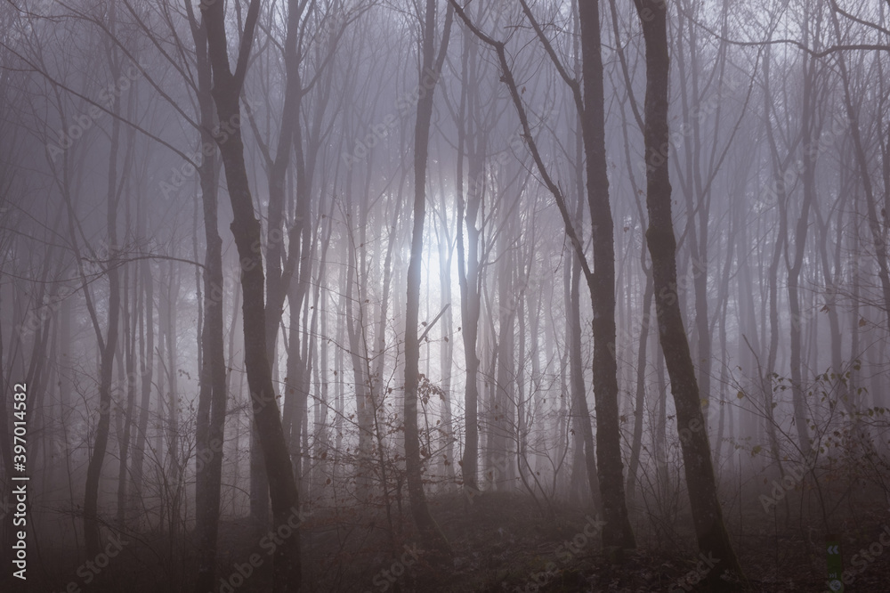 Foggy Mysterious Forest Foggy Mysterious Forest