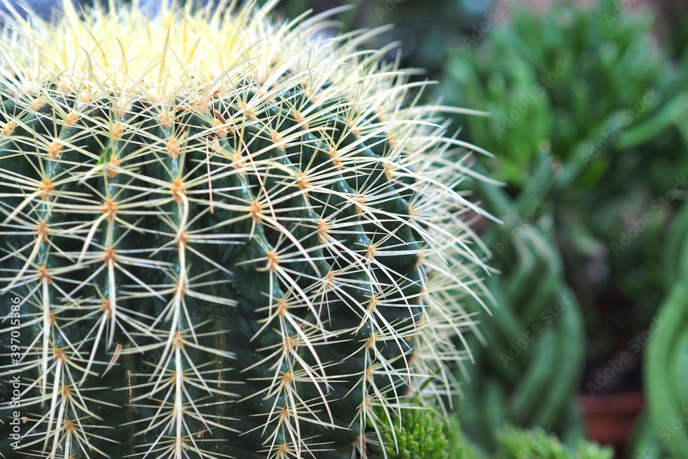 Big green cactus, isolated, close-up. High quality photo Big green cactus, isolated, close-up. High quality photo