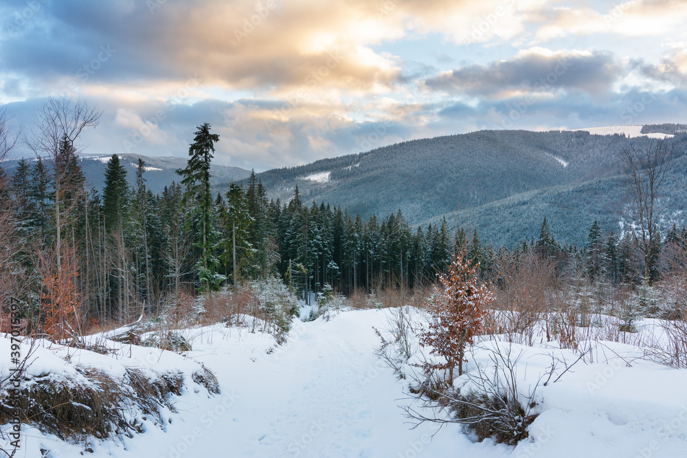 snow covered trees