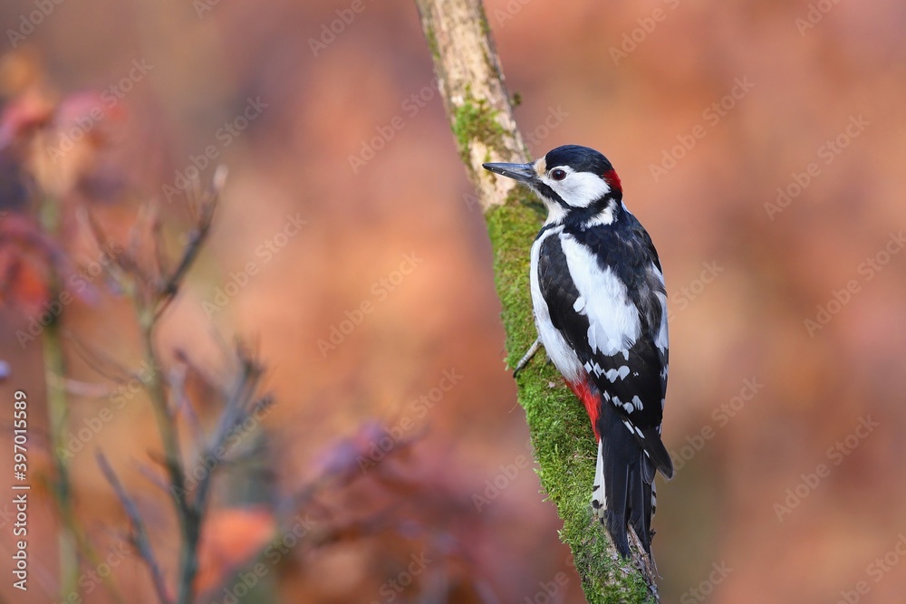 Great spotted woodpecker, dendrocopos major, with beautiful plumage color resting in the forest. Beautiful animal sitting on the moss. Colorful forest bird perched on the twig. Great spotted woodpecker, dendrocopos major, with beautiful plumage color resting in the forest. Beautiful animal sitting on the moss. Colorful forest bird perched on the twig.