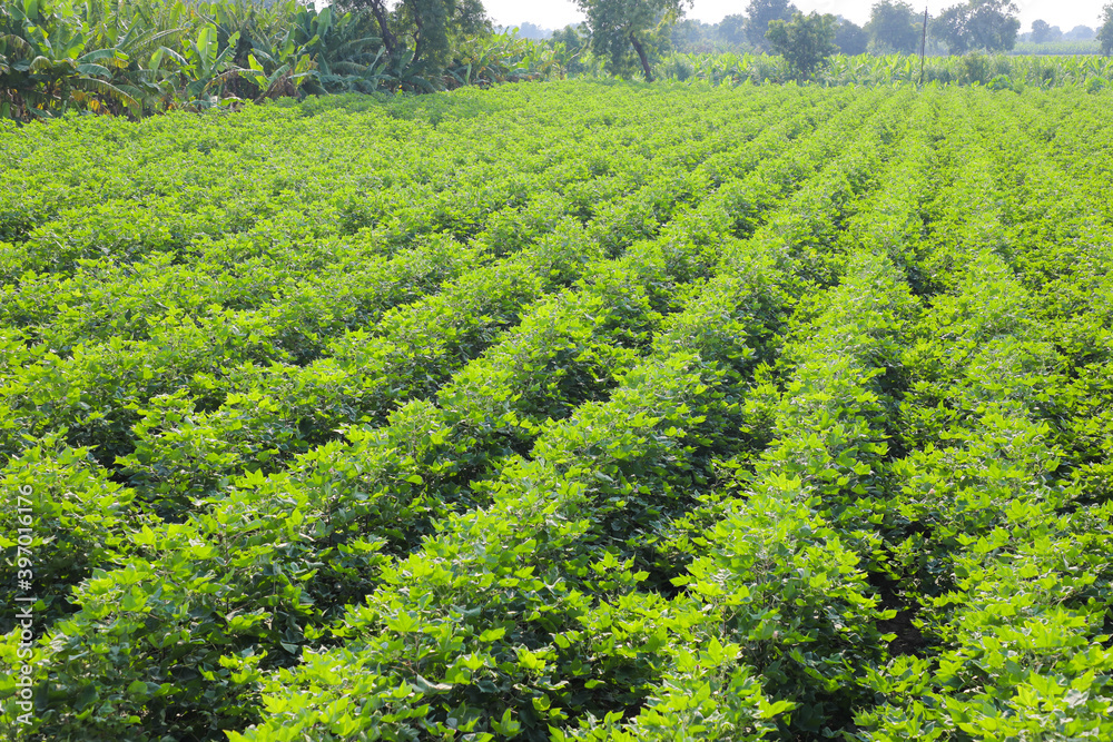 Flowering cotton gardens that have not yet been cotton