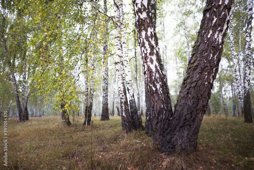 birch grove in summer, sometimes white-trunked slender beautiful trees birch grove in summer, sometimes white-trunked slender beautiful trees