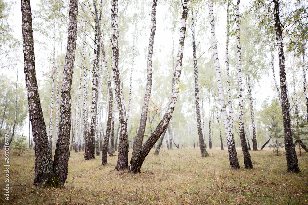 Obraz premium birch grove in summer, sometimes white-trunked slender beautiful trees