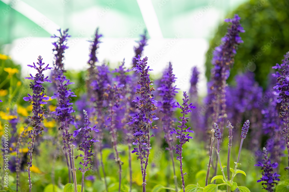 Obraz premium Beautiful lavender flowers growing in greenhouse. Pretty violet floral plants in conservatory or hothouse. Selective focus. Commercial gardening and summer greenery concept