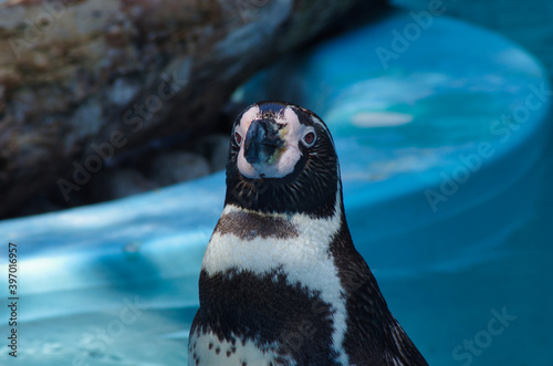 ペンギンと目が合った瞬間