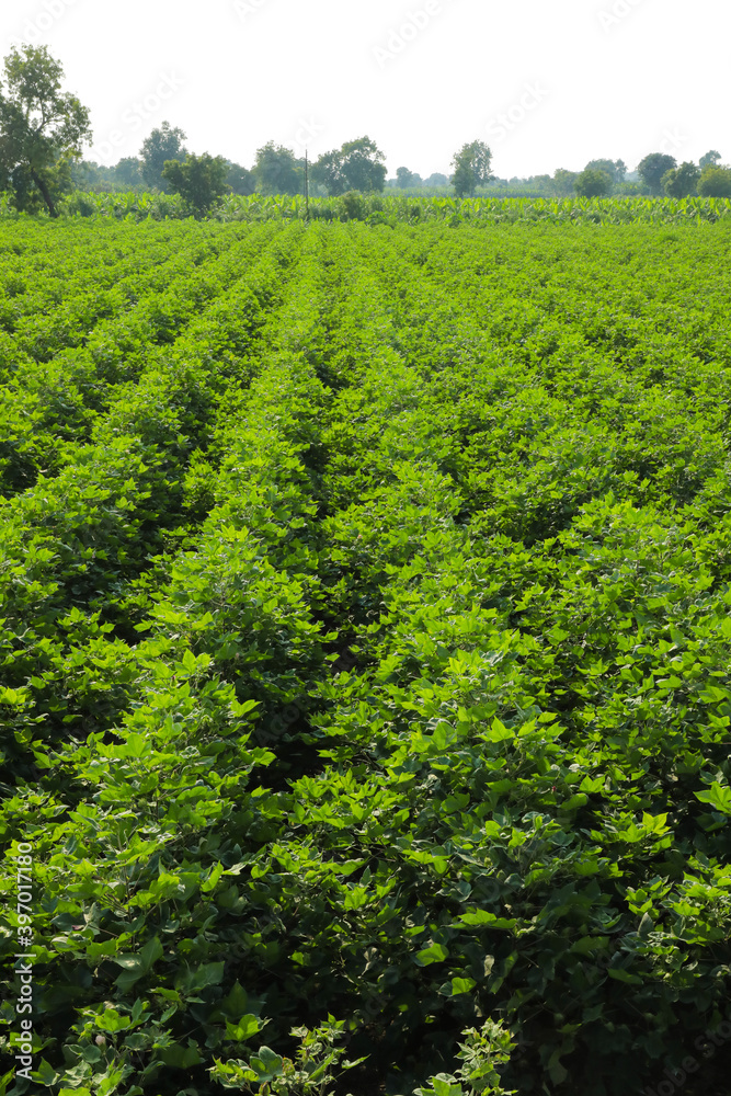 Flowering cotton gardens that have not yet been cotton