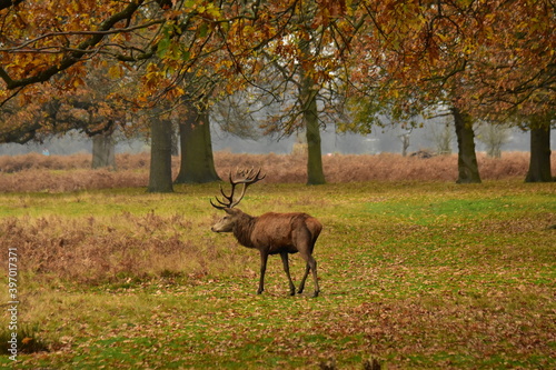 deer in autumn