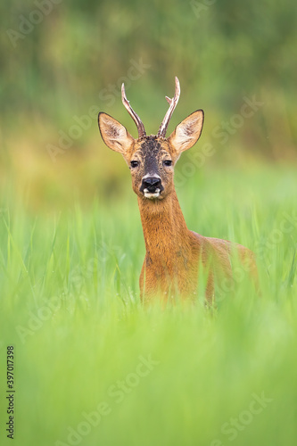 Alert roe deer, capreolus capreolus, buck looking into camera from front view on a meadow in summer. Vertical composition of attentive male mammal with antlers watching with interest in green grass.