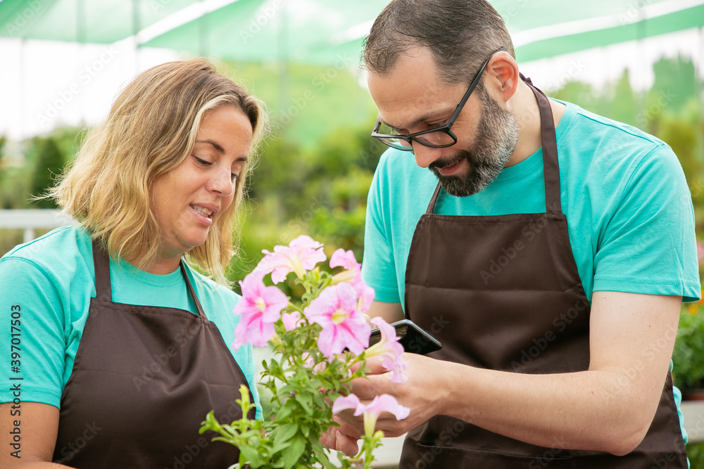Professional gardeners growing plants and shooting them on phone. Caucasian serious grey-haired man holding smartphone and working in conservatory with colleague. Gardening and floristics concept