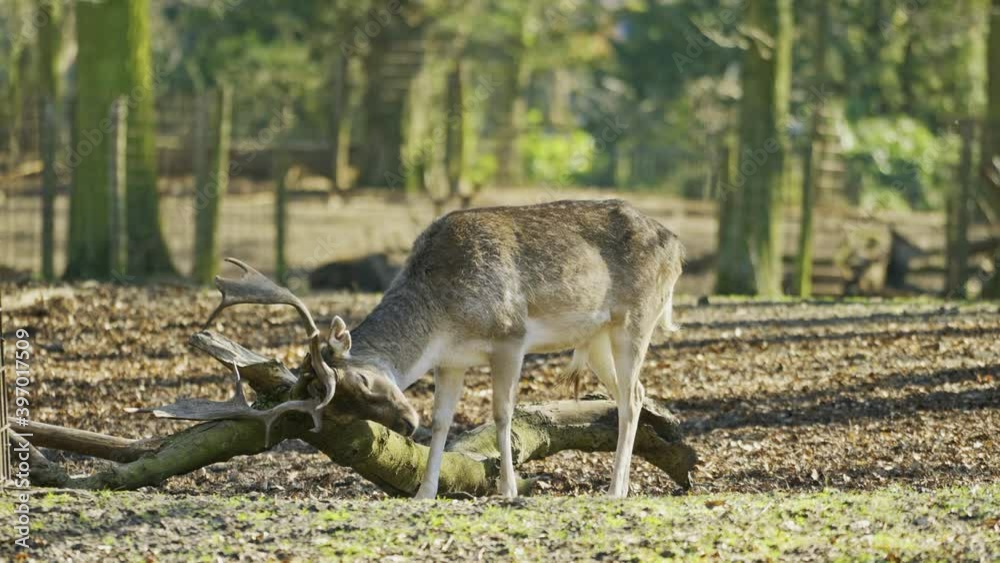 A deer in the woods rubbing its antlers against the wood A deer in the woods rubbing its antlers against the wood