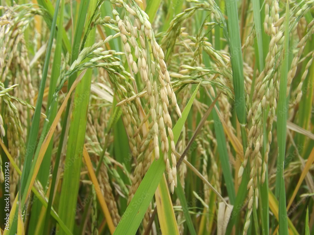 Ear of rice in rice or paddy field. Concept of prosperity. Ear of rice in rice or paddy field. Concept of prosperity.