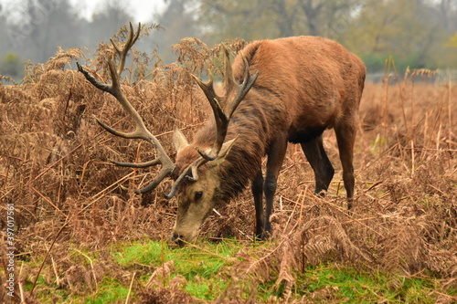 Deer eating