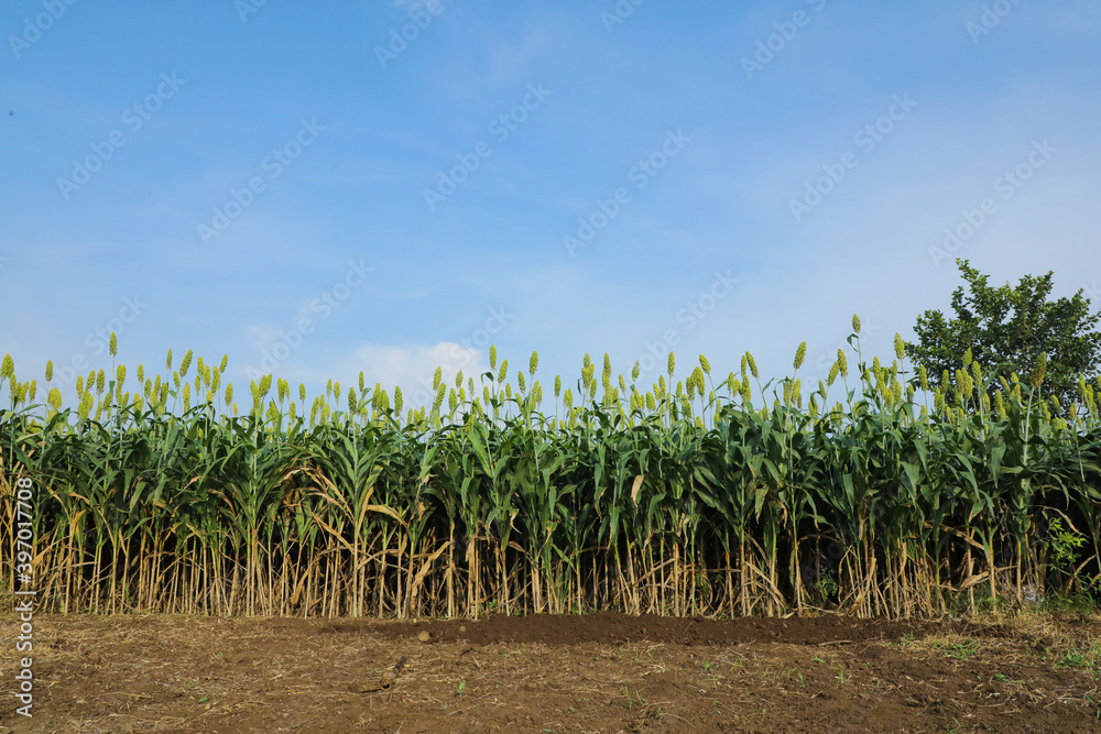 jowar grain or sorghum crop farm over blue sky background