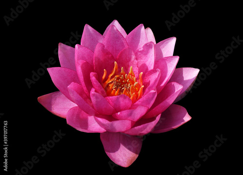 Lotus flower. Beautiful water lily close-up of pink and lilac color. On a black background. Isolated.