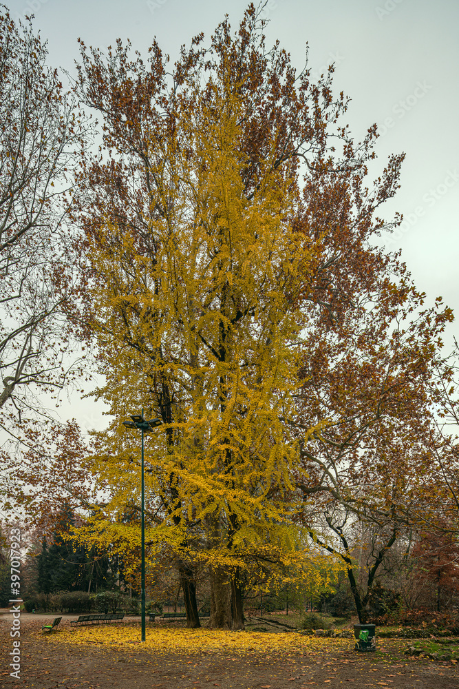 Fototapeta premium Naturally yellow - Autumn colors in Milan