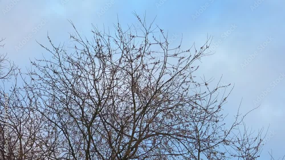 A flock of crows flying away from withered tree in autumn A flock of crows flying away from withered tree in autumn