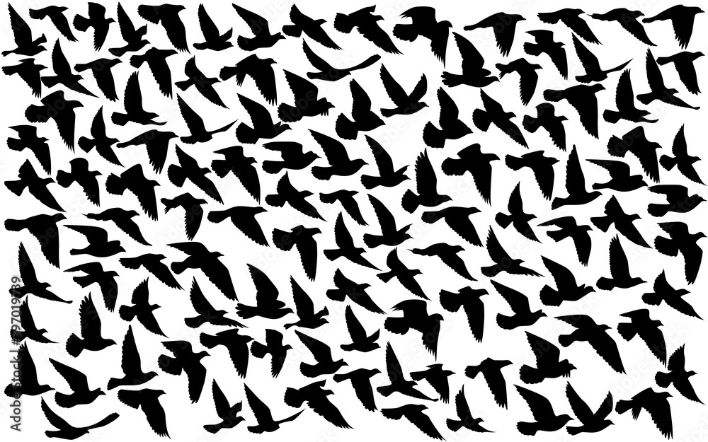 Flying birds silhouettes on isolated background. Vector illustration. isolated bird flying. tattoo and wallpaper background design. sky and cloud with fly bird. color shade palette. Flying birds silhouettes on isolated background. Vector illustration. isolated bird flying. tattoo and wallpaper background design. sky and cloud with fly bird. color shade palette.