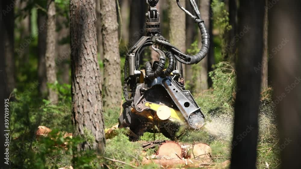 Forestry machine harvester cutting trees