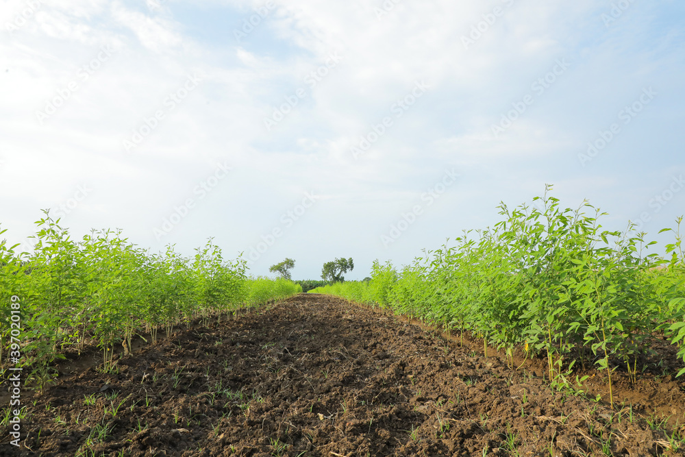 Green pigeon pea field in india