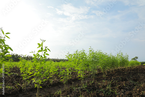 Green pigeon pea field in india