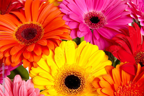 gerberas