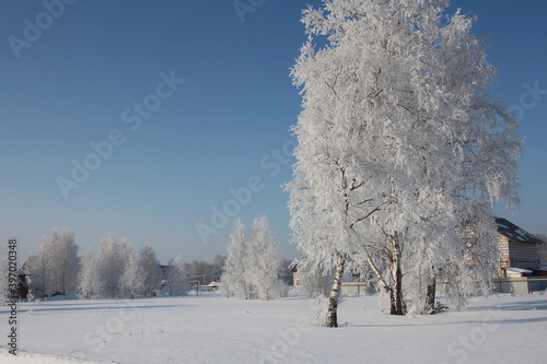 snow frost crystals on white branches trees in the forest Siberia in winter in the climate of Russia
