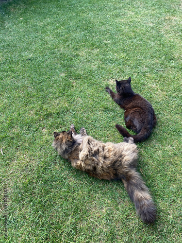 Katzen Freunde