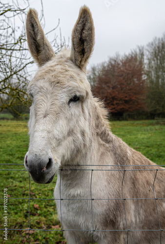 Donkey looking over a fence © dvlcom