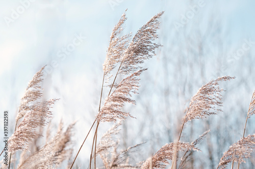 Pampas grass on the lake, reed layer, reed seeds. Golden reeds on the lake sway in the wind against the blue sky. Abstract natural background. Beautiful pattern with neutral colors. Selective focus. photo
