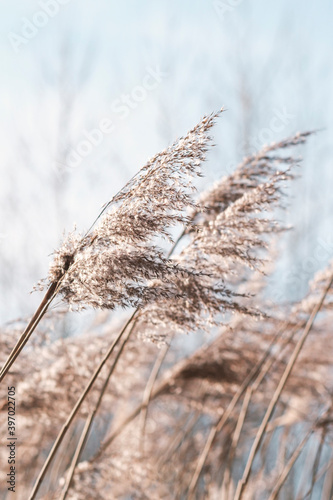 Pampas grass on the lake, reed layer, reed seeds. Golden reeds on the lake sway in the wind against the blue sky. Abstract natural background. Beautiful pattern with neutral colors. Selective focus photo