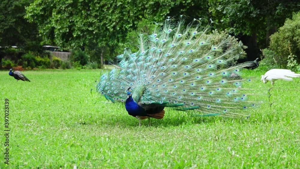 A blue peacock with its tail spread on green grass shaking its feathers, slow motion