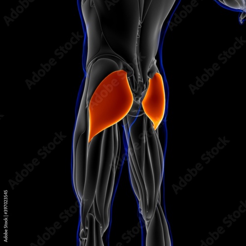 Gluteus Maximus Muscle Anatomy For Medical Concept 3D Illustration photo