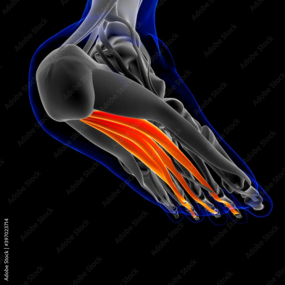 Flexor Digitorum Brevis Muscle Anatomy For Medical Concept 3D ...